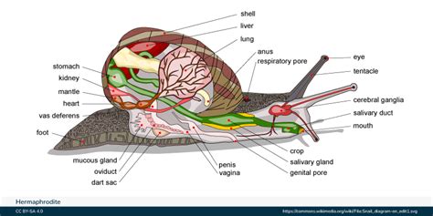 Hermaphodite Pictures