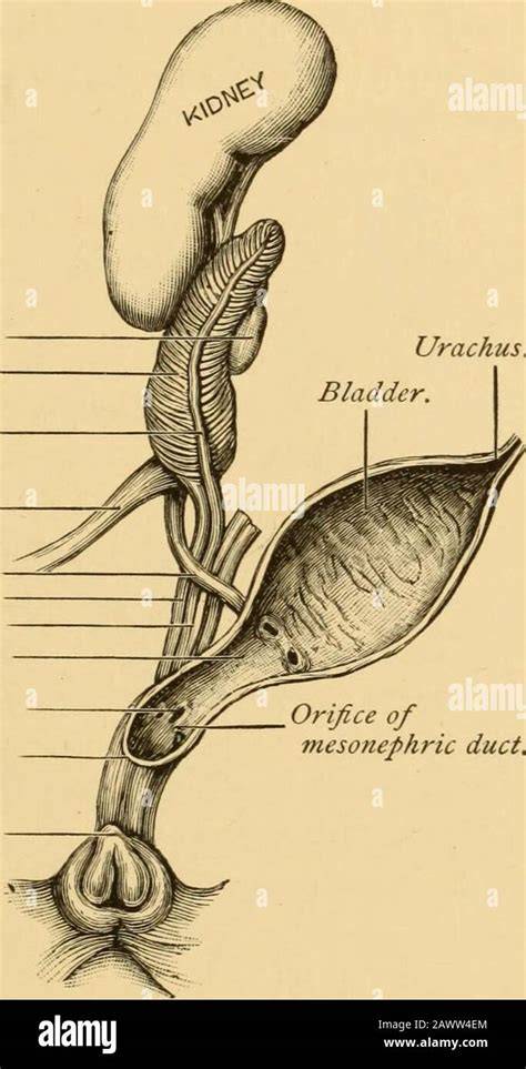 hermaphrodite nudes