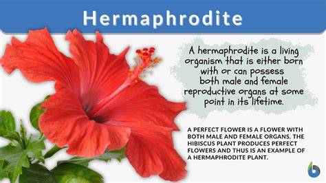 Hermaphrodite Pic