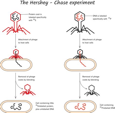 Hershey And Chase Experiment