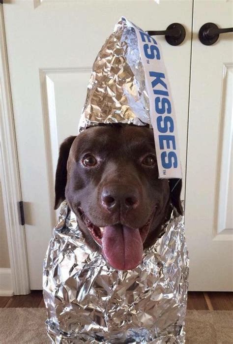 hershey kiss dog costume