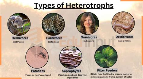 Heterotroph Definition Types Examples And Differences Autotrophs And Heterotrophs Worksheet - Autotrophs And Heterotrophs Worksheet