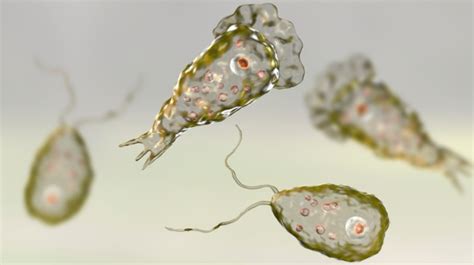 hewan amoeba berkembang biak dengan cara
