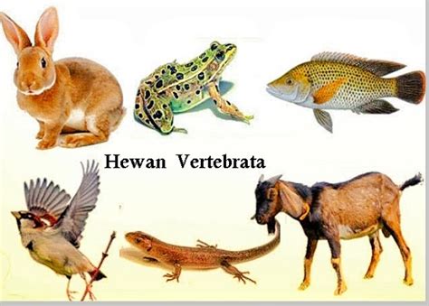 hewan apa saja yang memiliki ciri ciri yang sama