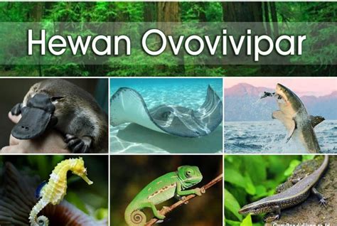 hewan ovovivipar | Hewan Ovovivipar Pengertian CiriCiri dan Contohnya Gramedia