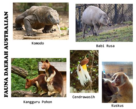 hewan tipe asiatis australis dan peralihan