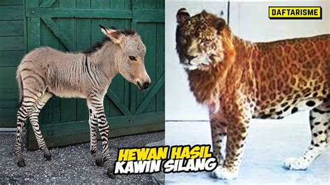 HEWAN KAWIN LAMA - PROSES CARA ANJING KAWIN SILANG musim