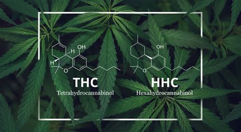 hhc vs thc