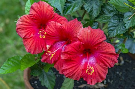 Hibiscus