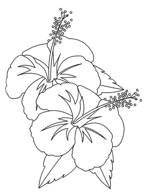 Hibiscus Coloring Pages Coloringlib Hibiscus Flower Coloring Pages - Hibiscus Flower Coloring Pages