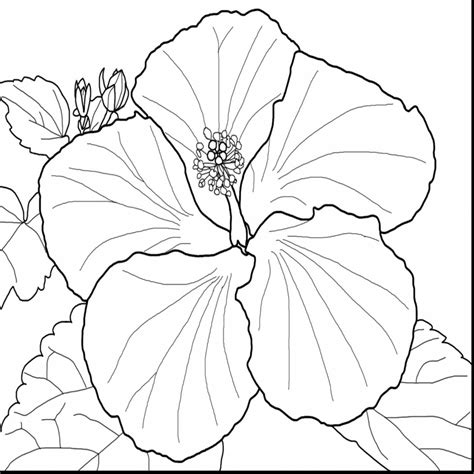 Hibiscus Flower Coloring Page At Getcolorings Com Free Hibiscus Flower Coloring Pages - Hibiscus Flower Coloring Pages