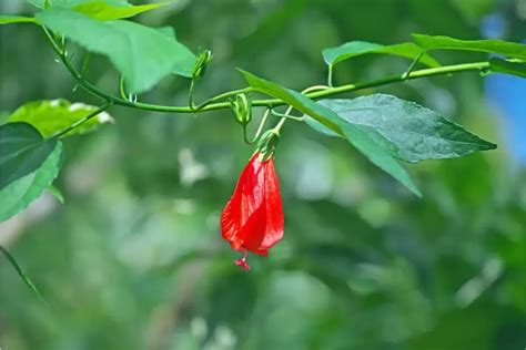 hibiscus temperature hiver
