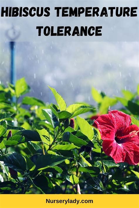 hibiscus temperature range