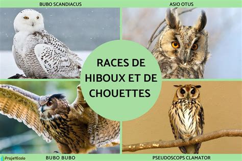 hiboux et chouettes