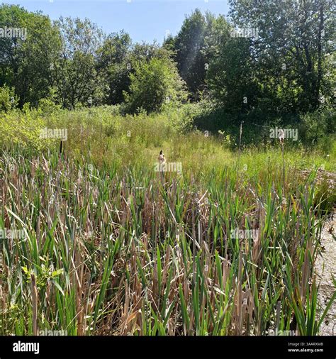 nature photo by Dimitri Romaguera