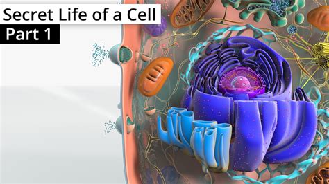 Full Download Hidden Life Of A Cell Answers 