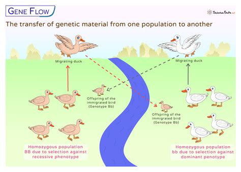 High Gene Flow