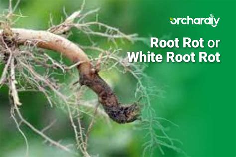 High School Using White Rot Fungus To Improve Ethonal Efficiency