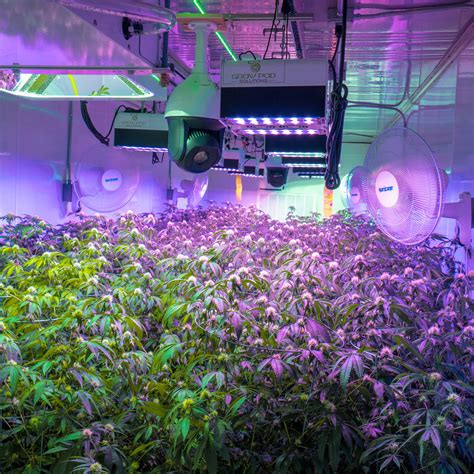 highgrow 420 grow room s