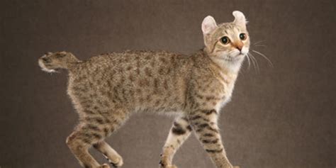 Highlander Cat Breed