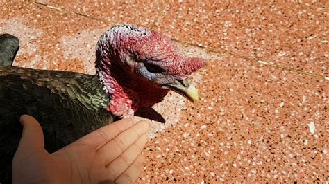 hindi kesimi YouTube.