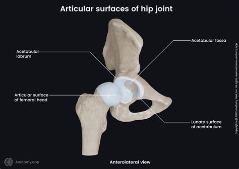 Hip Joint Landmarks