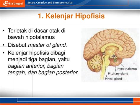 hipotalamus adalah