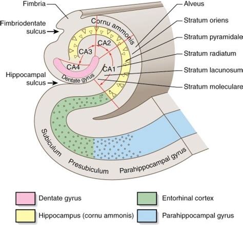 Hippocampus Ca1 Ca2 Ca3