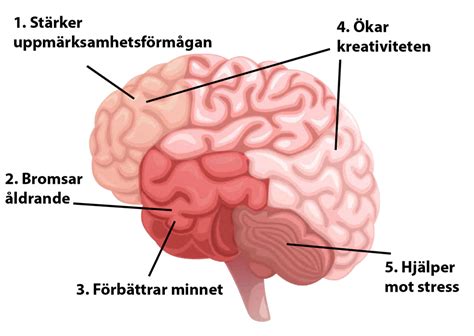 hippocampus träning