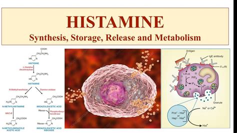 histamine metabolism