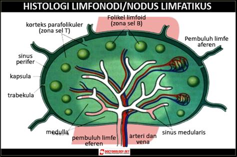 histologi limfonodus