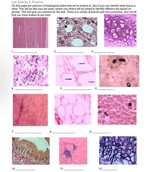 Histology Practical Exam