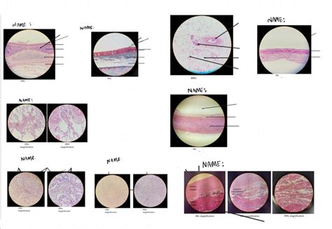 histology practical examination