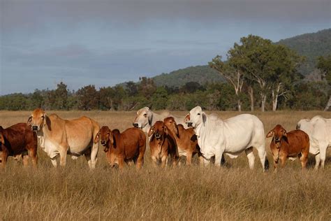 Full Download History Of Animal Breeding The Brahman 