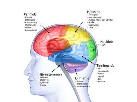 hjärnans roll i psykisk hälsa