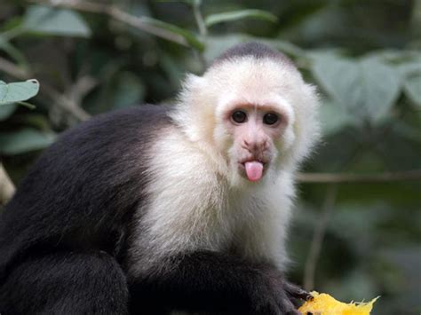 hm80.capuchin-monkeys.com