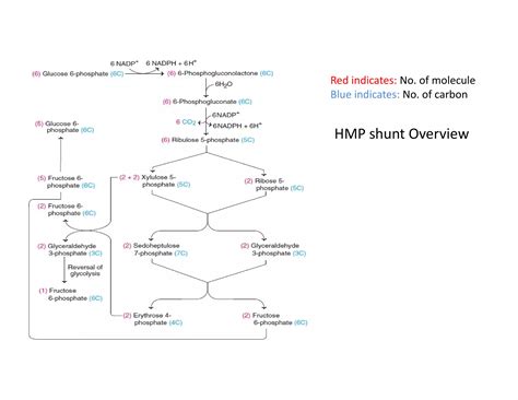 Hmp Shunt Pathway