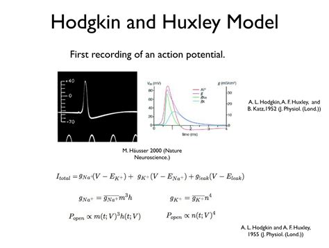 hodgkin huxley model of the neuron matlab