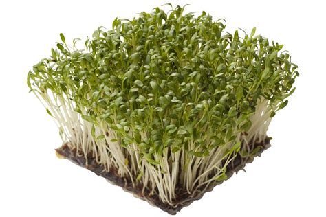 hoe groot wordt tuinkers