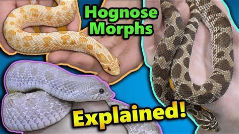 Hognose Snake Morphs