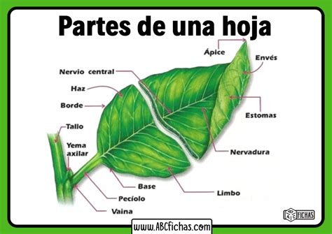 Hoja En Ingles