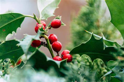holly berries nude