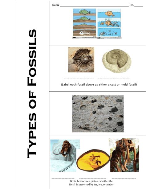 Read Online Holt Biology Study Guide The Fossil Record File Type Pdf 