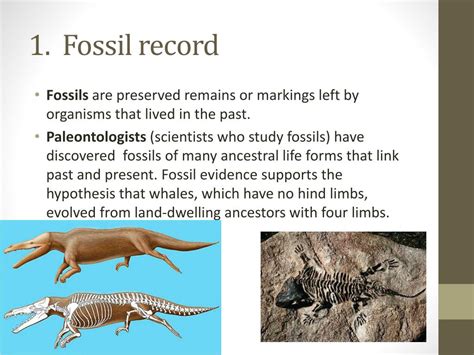 Read Online Holt Biology Study Guide The Fossil Record File Type Pdf 