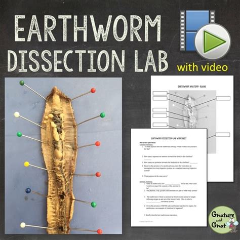Download Holt Biosources Lab Program Earthworm Dissection Answers 