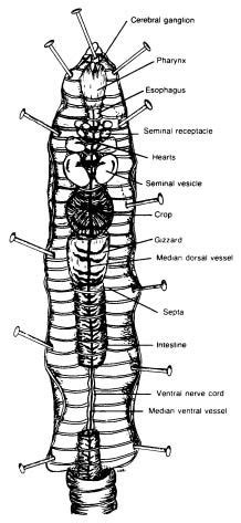 Download Holt Biosources Lab Program Earthworm Dissection Answers 