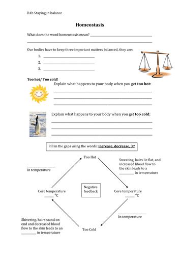 Homeostasis Worksheet