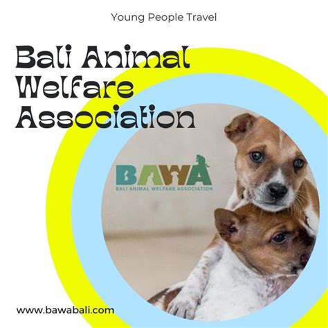 Homepage Bali Animal Welfare Association Bawa Animals With Their Shelters - Animals With Their Shelters