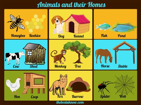 Homes Of Animals 180 Animals And Their Homes Animals With Their Shelters - Animals With Their Shelters