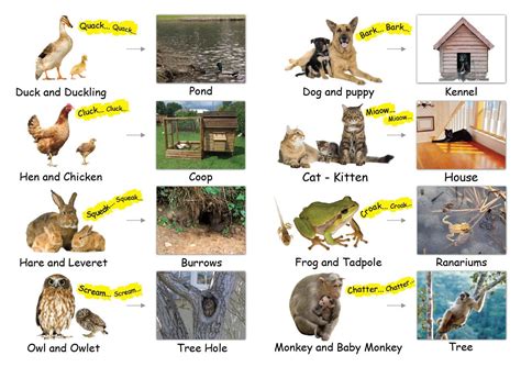 Homes Of Animals And Babies Of Animals Posters Animal Babies And Their Homes - Animal Babies And Their Homes
